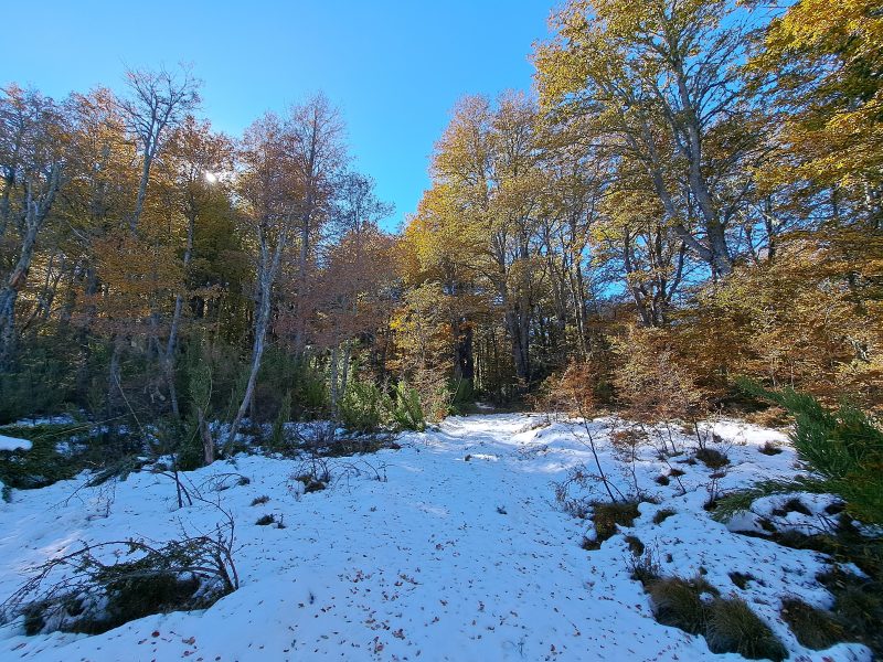 Se Vende Parcela en Malalcahuello