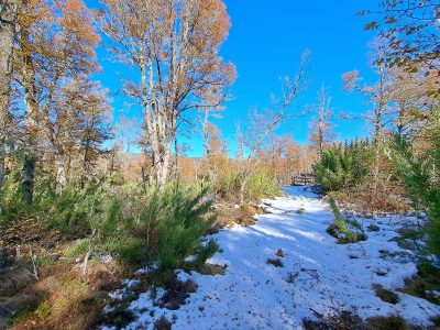 Se Vende Parcela en Malalcahuello