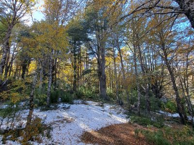 Se Vende Parcela en Malalcahuello