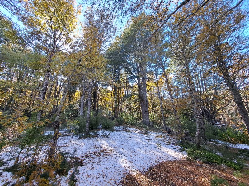 Se Vende Parcela en Malalcahuello
