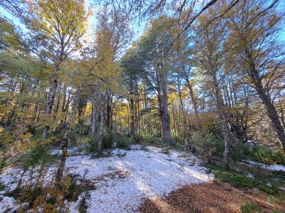 Se Vende Parcela en Malalcahuello