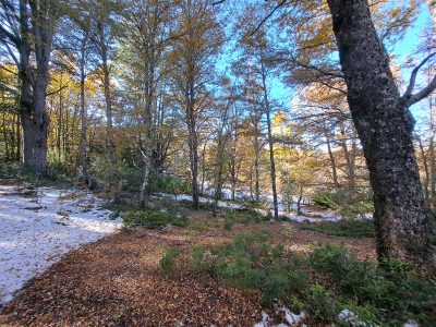 Se Vende Parcela en Malalcahuello