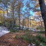 Se Vende Parcela en Malalcahuello