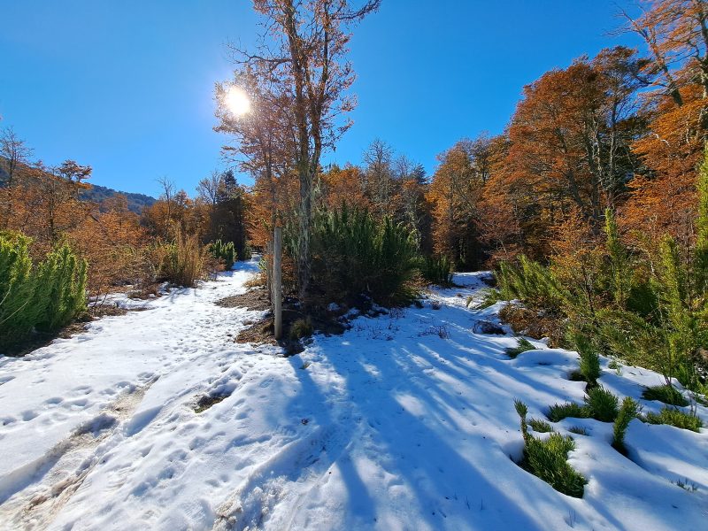 Se Vende Parcela en Malalcahuello