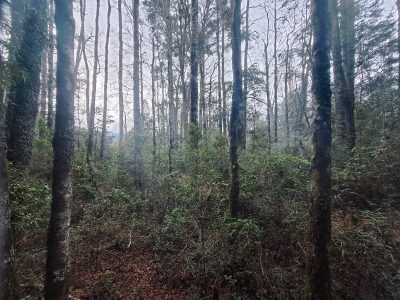 Hacienda Donguil, venta de parcelas entre Gorbea y Loncoche, al lado de la carretera Ruta 5 (60% vendido)