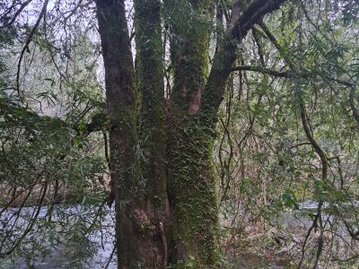 Hacienda Donguil, venta de parcelas entre Gorbea y Loncoche, al lado de la carretera Ruta 5 (60% vendido)