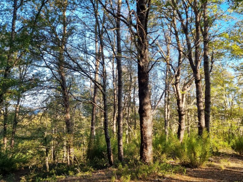 Se Vende Parcela en Malalcahuello