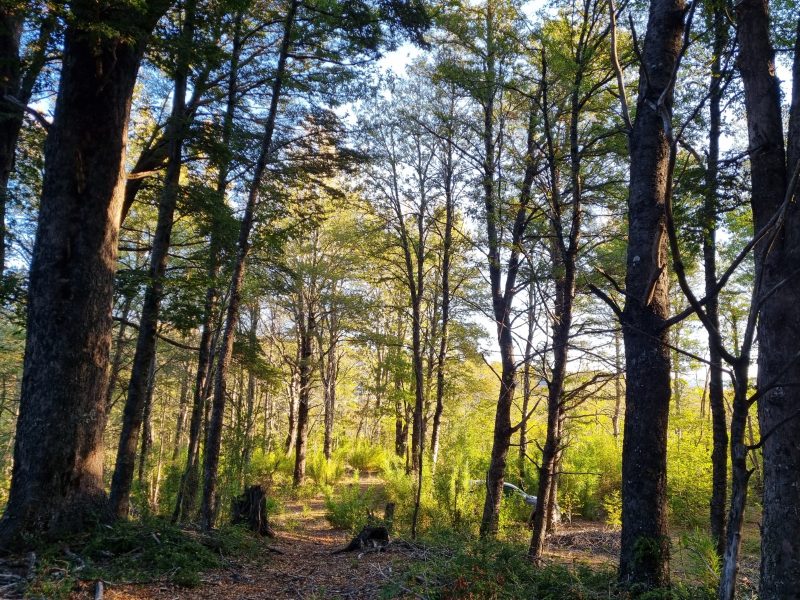 Se Vende Parcela en Malalcahuello