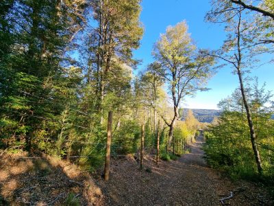 Se Vende Parcela en Malalcahuello