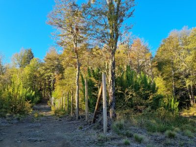 Se Vende Parcela en Malalcahuello