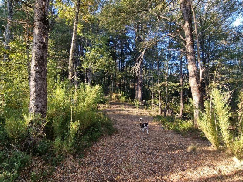 Se Vende Parcela en Malalcahuello
