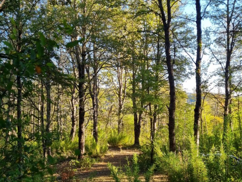 Se Vende Parcela en Malalcahuello