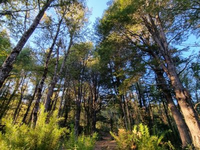 Se Vende Parcela en Malalcahuello