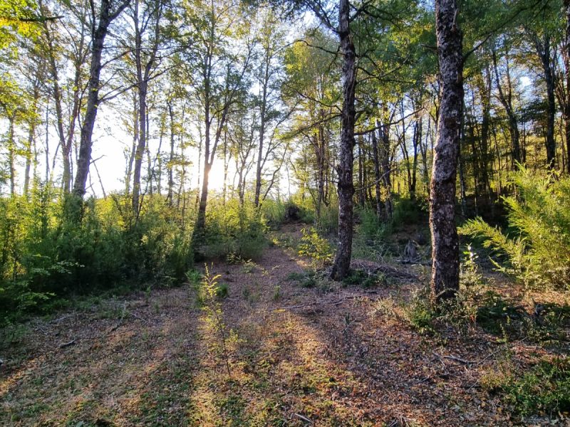 Se Vende Parcela en Malalcahuello