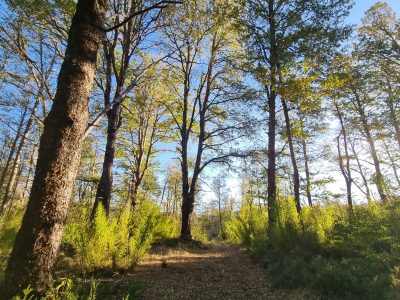 Se Vende Parcela en Malalcahuello